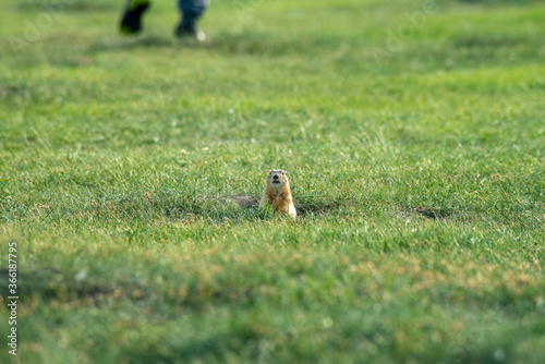 Принти на полотні a small wild gopher has dug a hole on an Amateur football field and is looking a