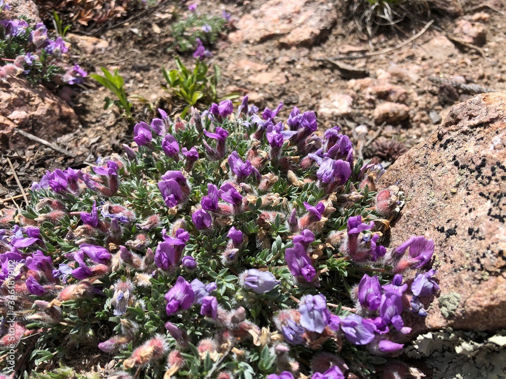 Purple Wild Dwarf Clover
