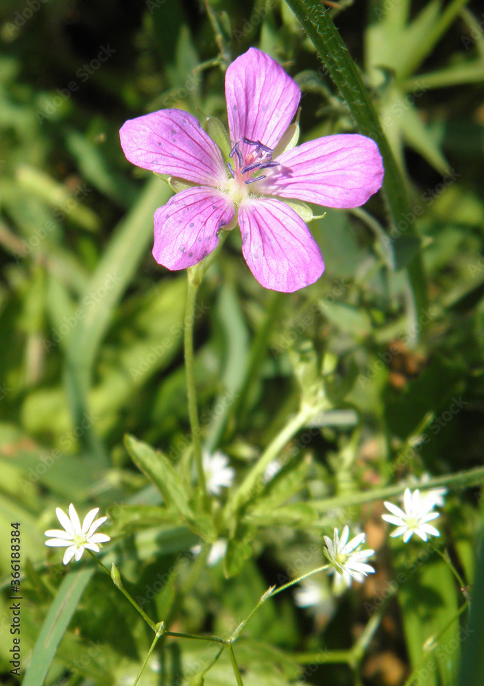 pink meadow geranium flower on a blurred background of a flowering meadow