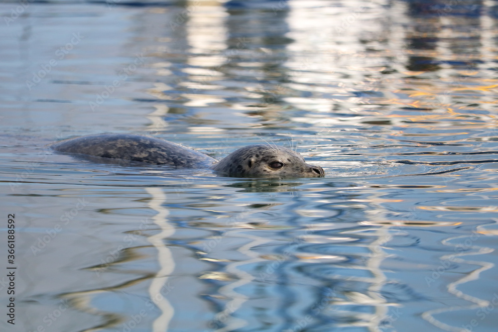 Harbor seal swimming Harbor seal swimming