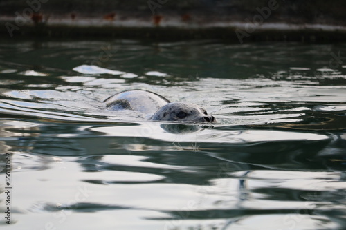 Harbor seal swimming © Annie