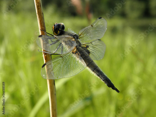 dragonfly with transparent wings sits on a blade of grass on a blurred green background of grass