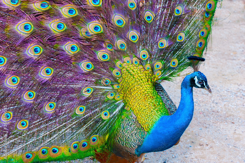 Fototapeta premium Portrait of beautiful peacock with feathers out