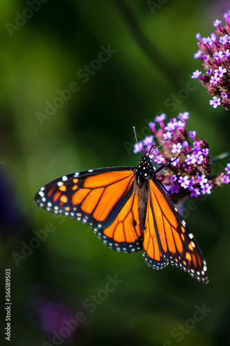closeup of butterfly  © Jasongeorge