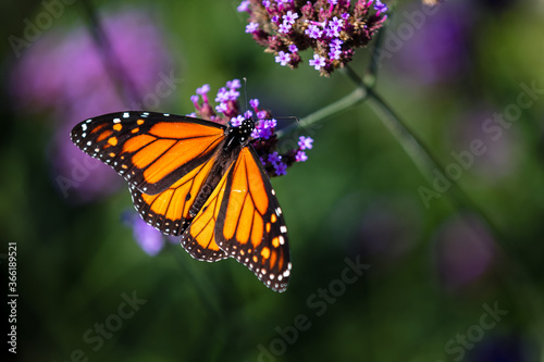 Photography closeup of butterfly