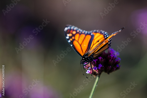 Canvas Print closeup of butterfly