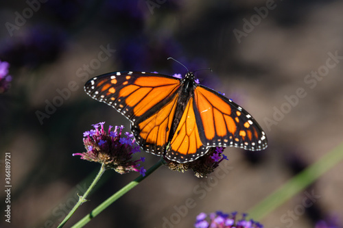 Canvas Print Closeup of butterfly on little flowers