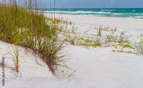 Fototapeta Naklejka Na Ścianę i Meble -  Sea Oats (Uniola paniculata) Growing on  White Sand Dunes , Grayton Beach State Park, Santa Rosa Beach, Florida,USA