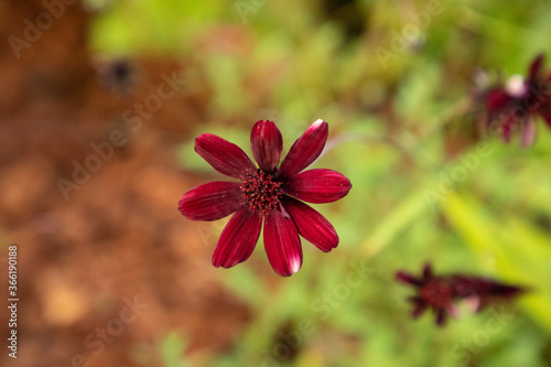 Red Wildflowers with Blurred 