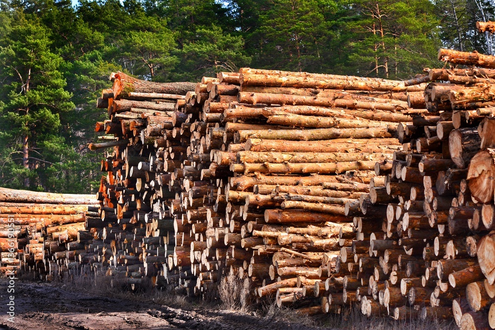 Warehouse of wooden logs at a sawmill in nature