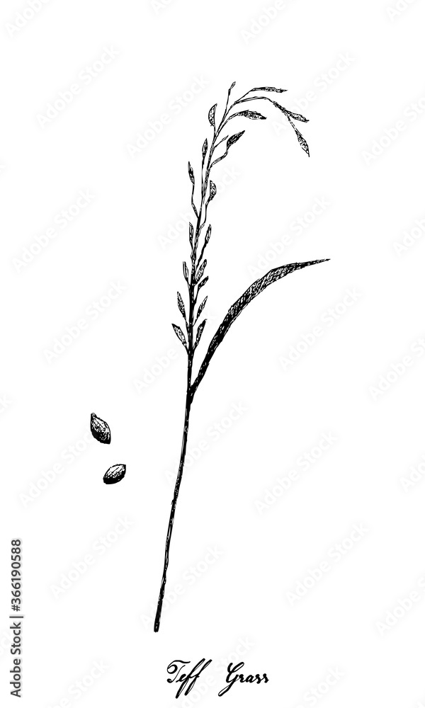 Illustration of Hand Drawn Sketch Fresh Eragrostis Tef, Teff, Williams ...