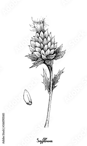 Valokuva Herbal Plants, Hand Drawn Illustration of Carthamus Tinctorius or Safflower and Seed Used in Cosmetics and As A Cooking Oil