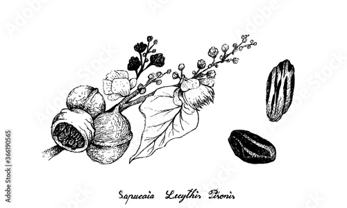 Tropical Fruits, Illustration of Hand Drawn Sketch Castanha de Sapucaia or Cream Nut Fruits with Seed Isolated on White Background.
