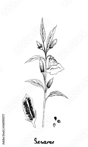 Vegetable and Herb, Illustration Hand Drawn Sketch of Pods and Seed on Sesame Plant Isolated on White Background.
