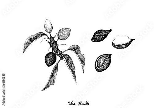 Tropical Fruits, Illustration of Hand Drawn Sketch Shea Butter or Borututu Root Fruits with Seed Isolated on White Background.
