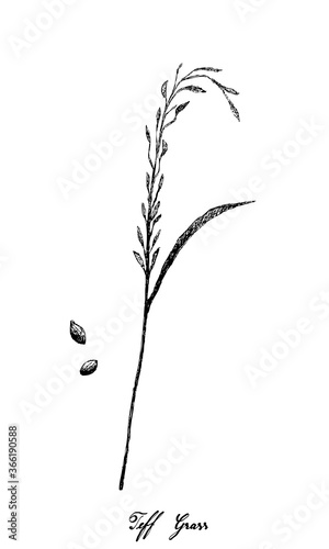 Illustration of Hand Drawn Sketch Fresh Eragrostis Tef, Teff, Williams Lovegrass or Annual Bunch Grass with Inflorescences Isolated on White Background.
