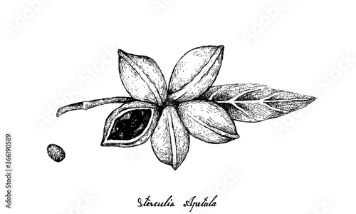 Tropical Fruits, Illustration of Hand Drawn Sketch Sterculia Apetala or Panama Tree Fruits with Seed Isolated on White Background.

