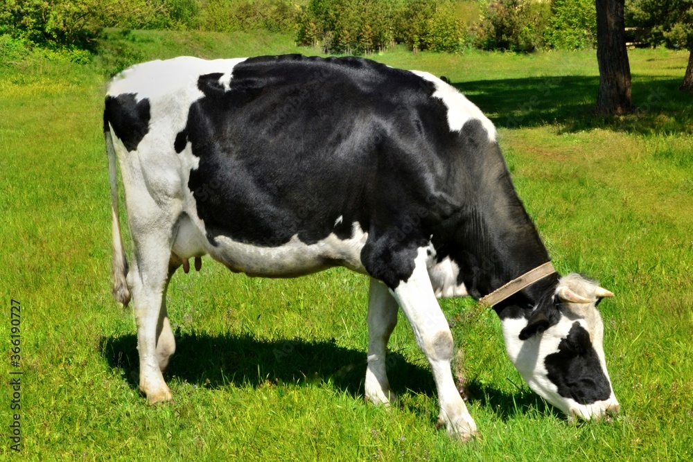 cows in a field