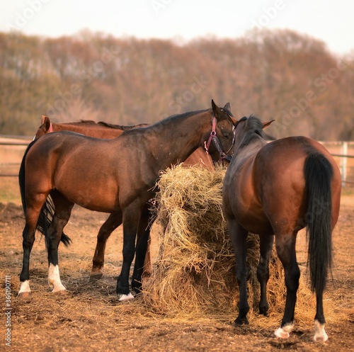 Brown horses in nature eat heavily