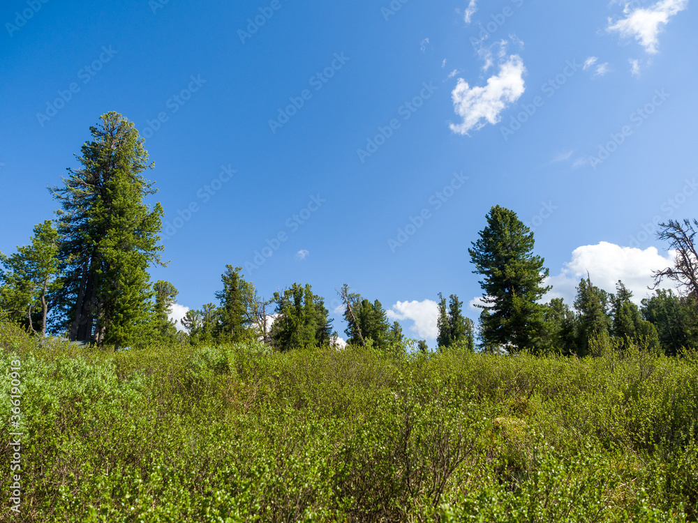 Cedars in the coniferous forest against a blue sky. Summer day in the taiga Cedars in the coniferous forest against a blue sky. Summer day in the taiga