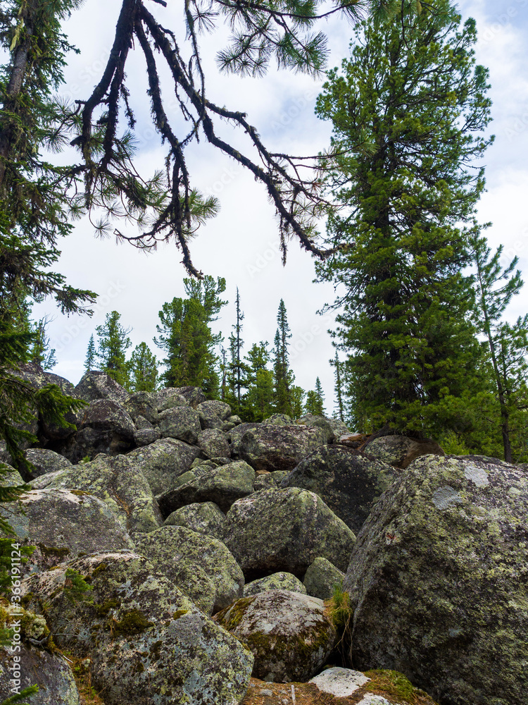 Harsh wildlife. Cedars and stone grass. Summer day in the taiga Harsh wildlife. Cedars and stone grass. Summer day in the taiga