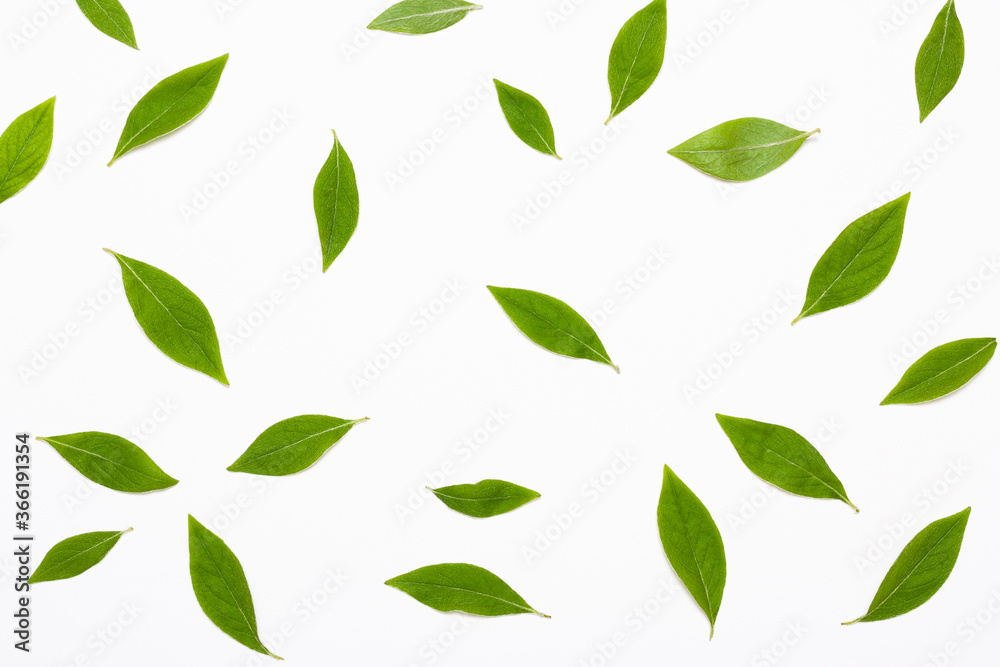 leaves pattern isolated on white background
