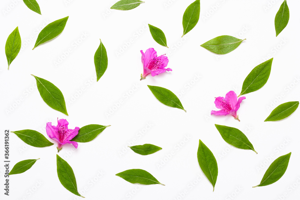 leaves and flowers pattern isolated on white background
