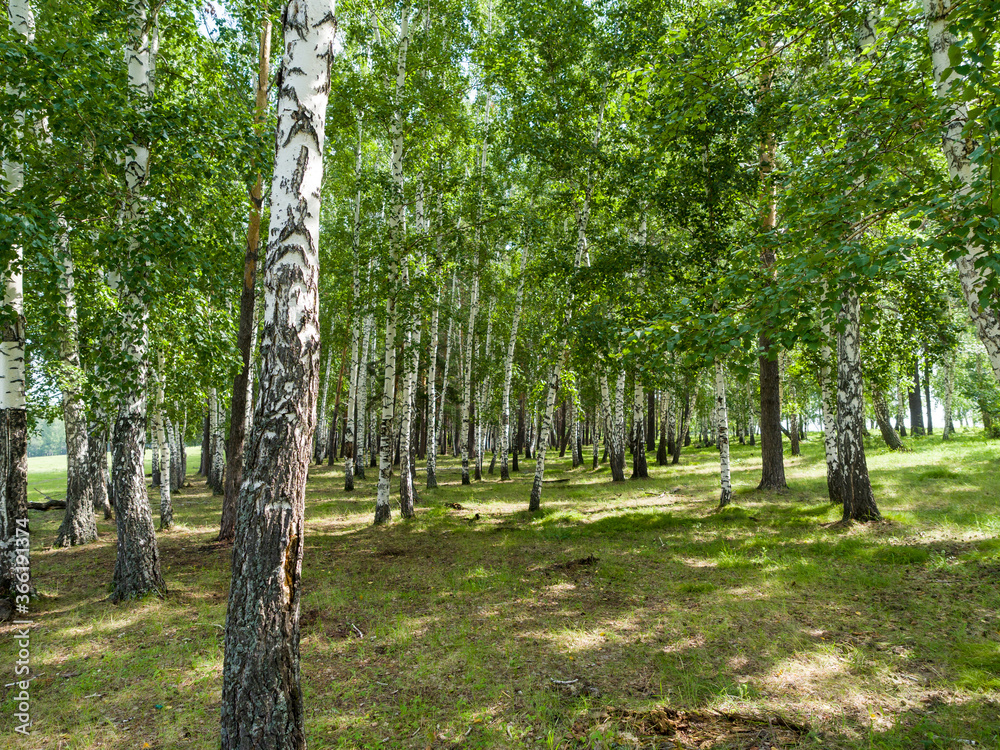 Obraz premium Birches grow in the forest. Summer sunny day