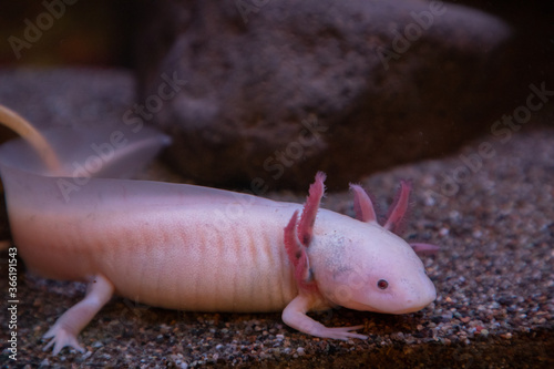 Axolotl with Fluffy Pink Gills in front of Rocks on Sand
