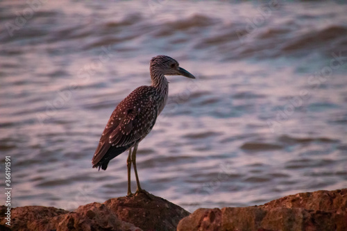 A sea bird yellow-crowned night heron standing on rocks in front of the ocean. photo
