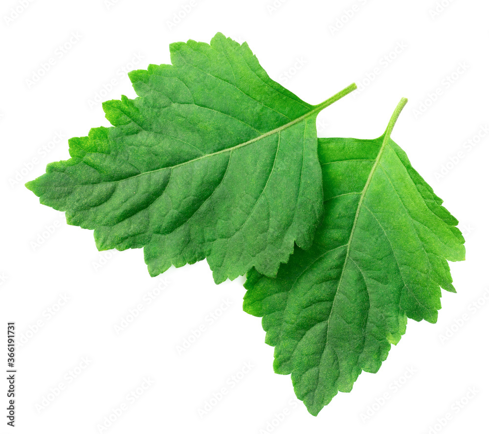 fresh Patchouli (Pogostemon cablin) leaves isolated on the white background, top view fresh Patchouli (Pogostemon cablin) leaves isolated on the white background, top view