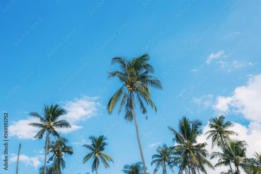 Coconut tree at sky in Thailand.