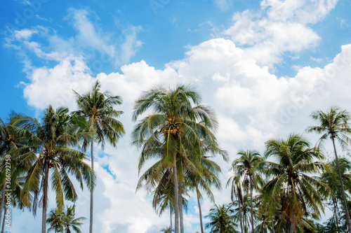 Coconut tree at sky.