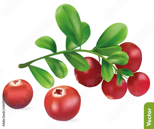 Cranberry branch with green leaves. Realistic vector illustration of berries.