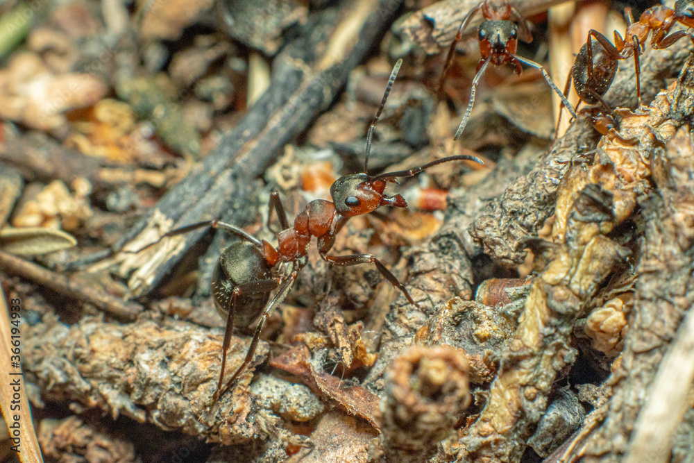 Life in an anthill. Ant close-up. Macro photo Life in an anthill. Ant close-up. Macro photo