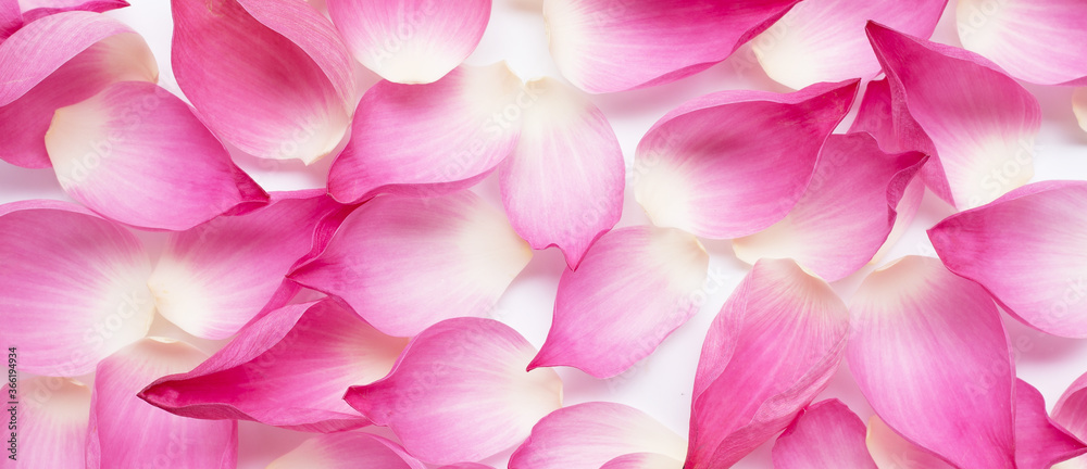 Pink lotus flower petals for background.