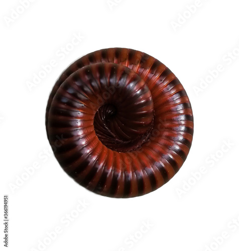 close-up of millipede curled up on the white ground