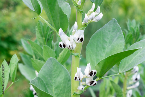 Blooming bean (Fabaceae) bushes. White flowers with black spots.  Cultivated leguminous plants in the garden photo