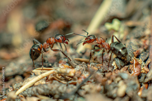 Life in an anthill. Ant close-up. Macro photo ©   AAA