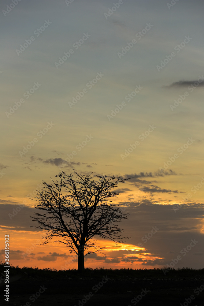 Silhouette of a big trees during sunset in Tangsi Beach Situbondo Silhouette of a big trees during sunset in Tangsi Beach Situbondo