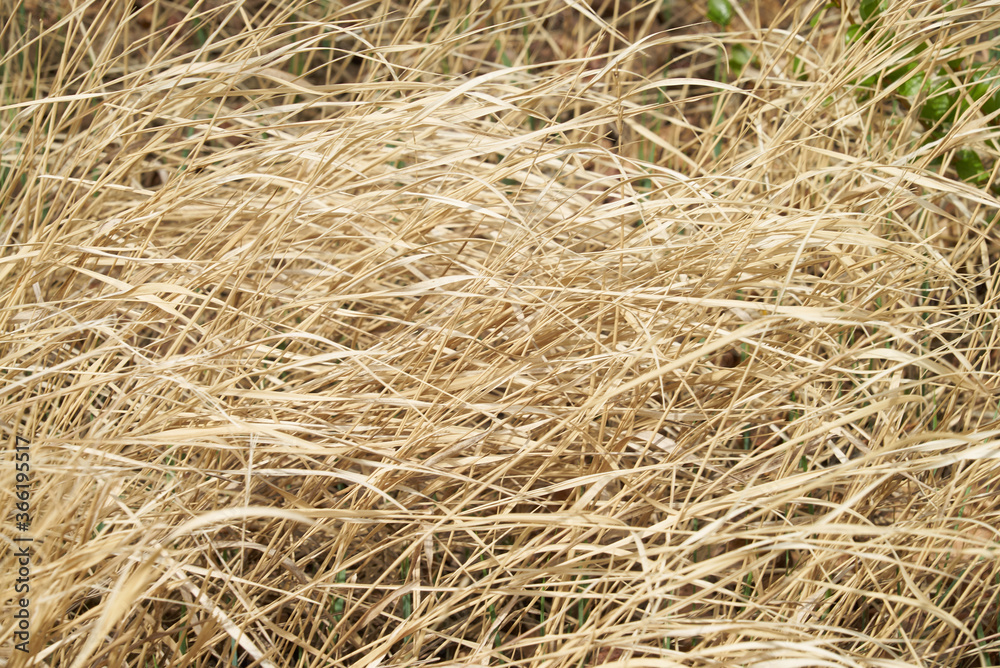 dry grass bent in the wind in autumn dry grass bent in the wind in autumn