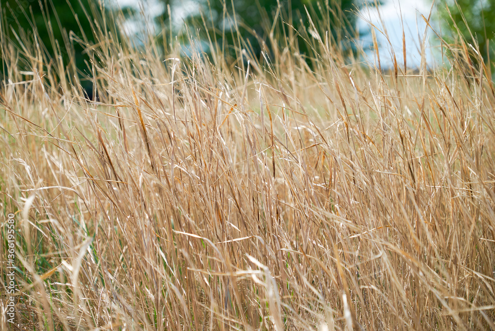Fototapeta premium Field of dry brown grass close-up on natural background.