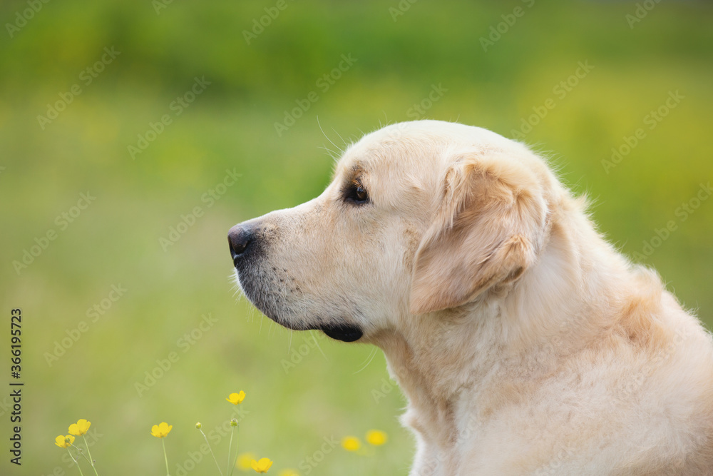 Cute golden retriever dog in the green grass and flowers background.