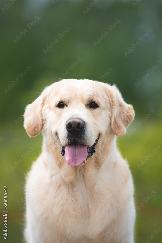 Cute golden retriever dog in the green grass and flowers background.