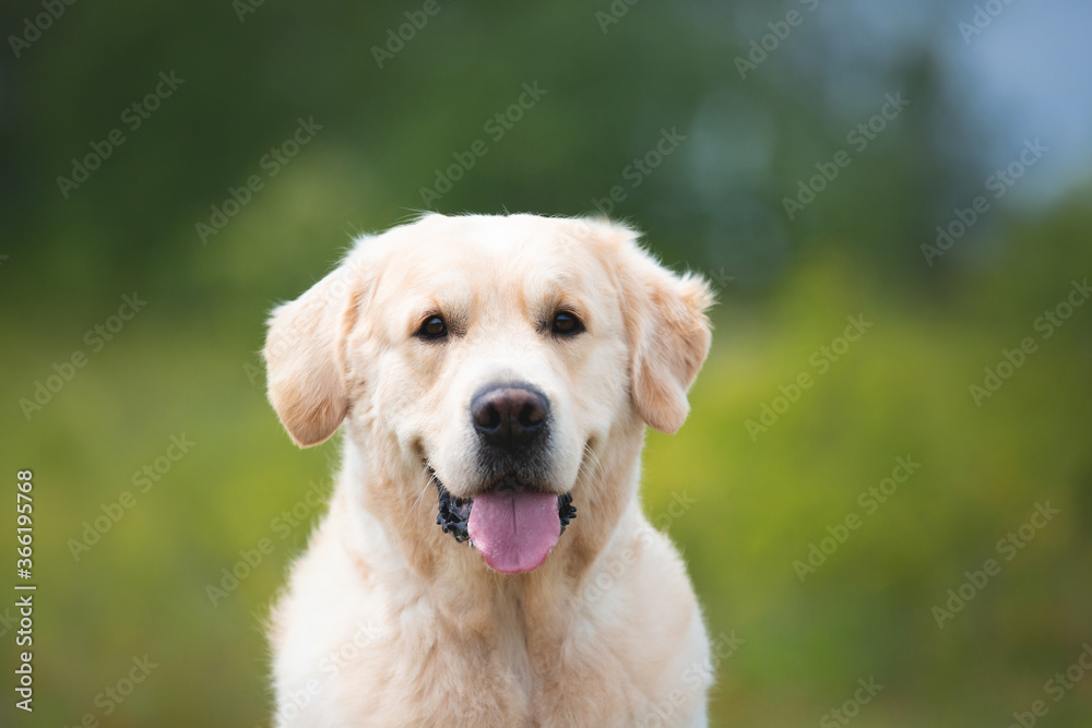 Cute golden retriever dog in the green grass and flowers background.