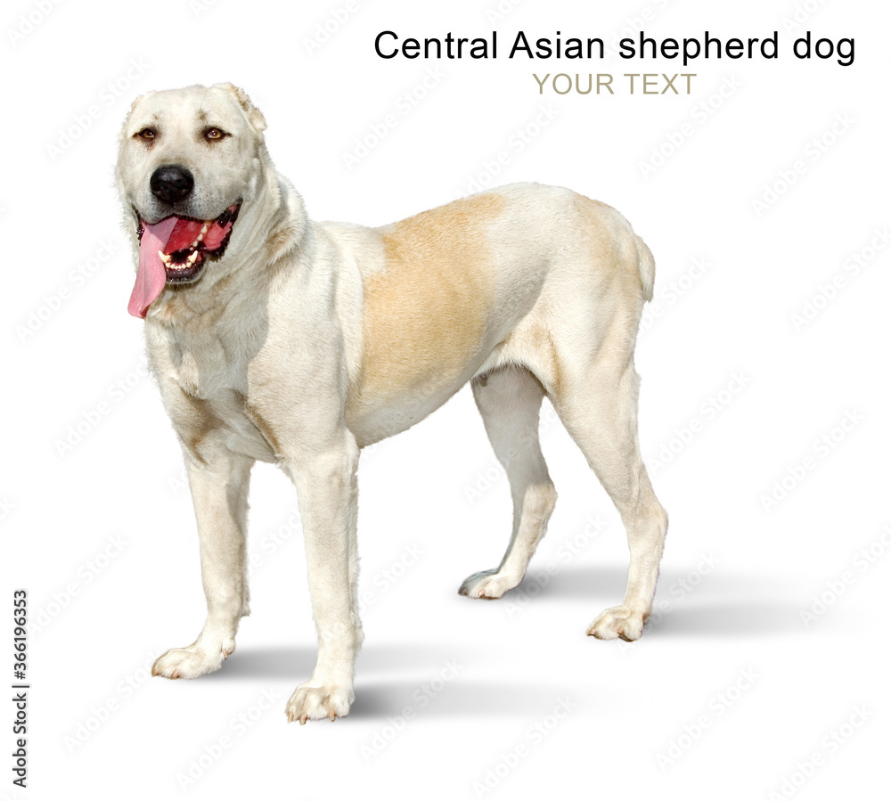 central Asian shepherd dog  on a white background