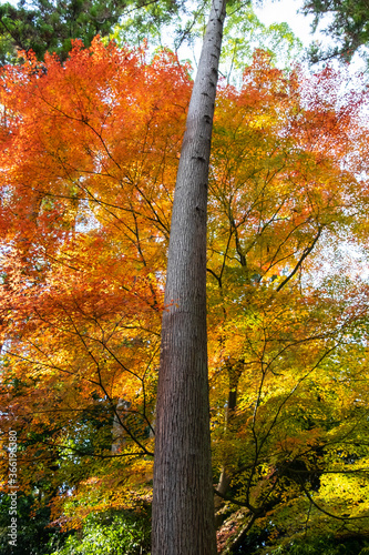 細長い木の幹と紅葉
