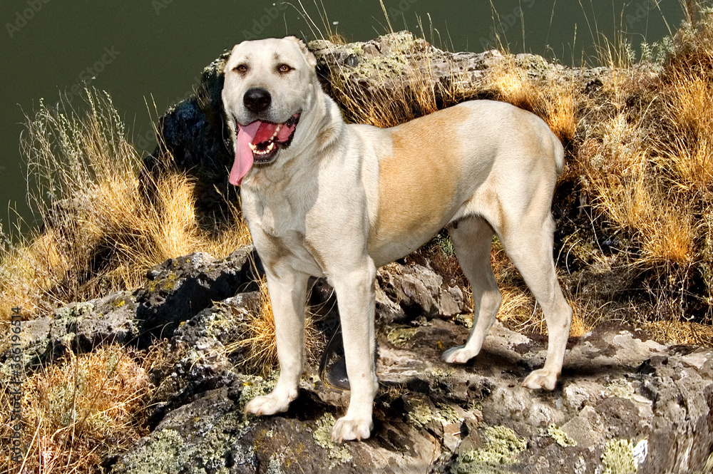 central Asian shepherd dog