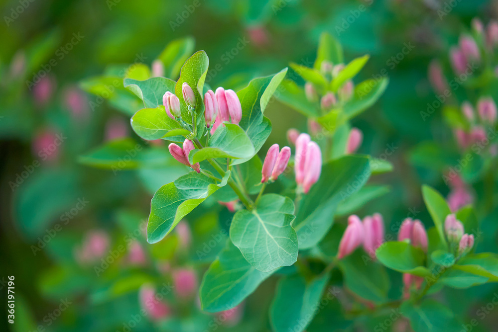 pink honeysuckle flowers close up pink honeysuckle flowers close up
