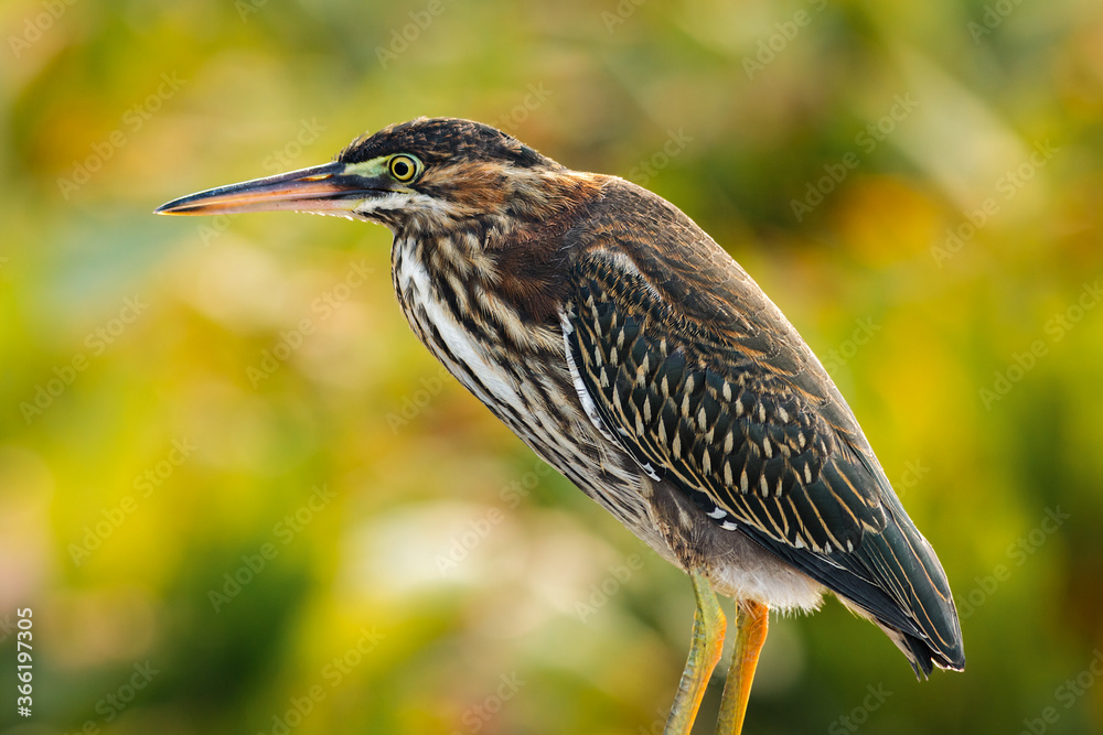 Obraz premium Green Heron 02